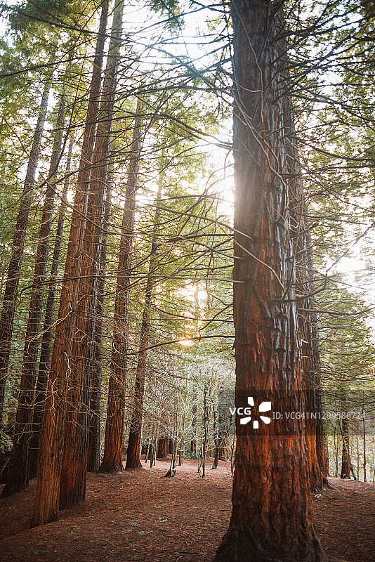 红杉森林图片素材