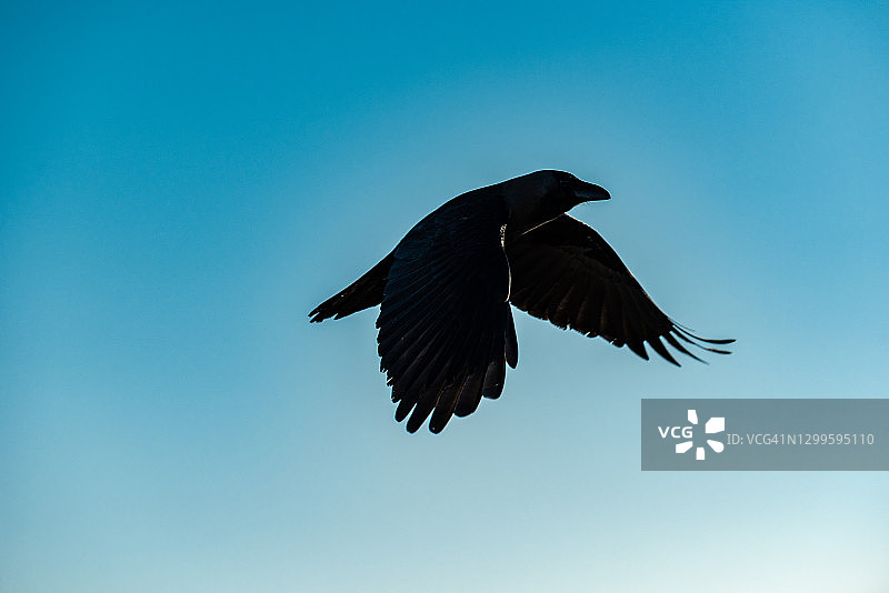 在蓝天飞翔的黑乌鸦图片素材