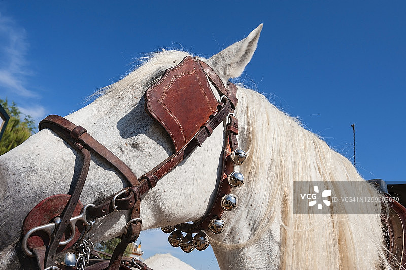 戴眼罩的马图片素材