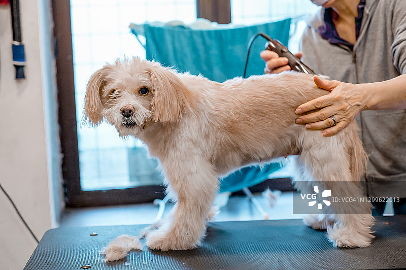 宠物美容师在沙龙里用电动剃刀给狗剃毛图片素材