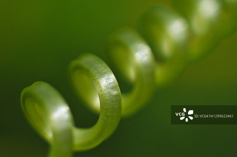 弗雷德里克顿新不伦瑞克省的蔓生植物图片素材