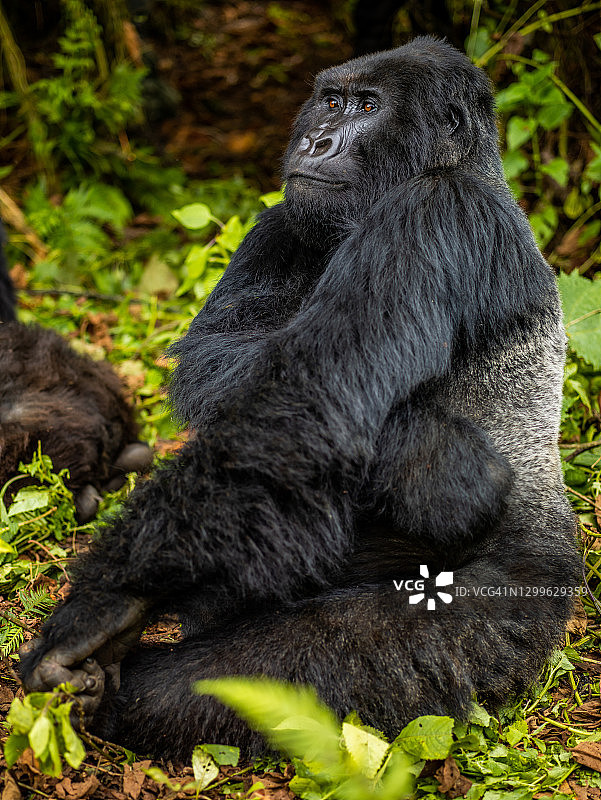 银背山地大猩猩坐在卢旺达火山国家公园的侧面特写镜头图片素材