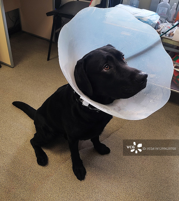 戴着保护项圈的黑色拉布拉多寻回犬图片素材