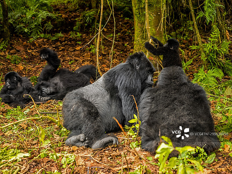 卢旺达火山国家公园的小山地大猩猩家族图片素材