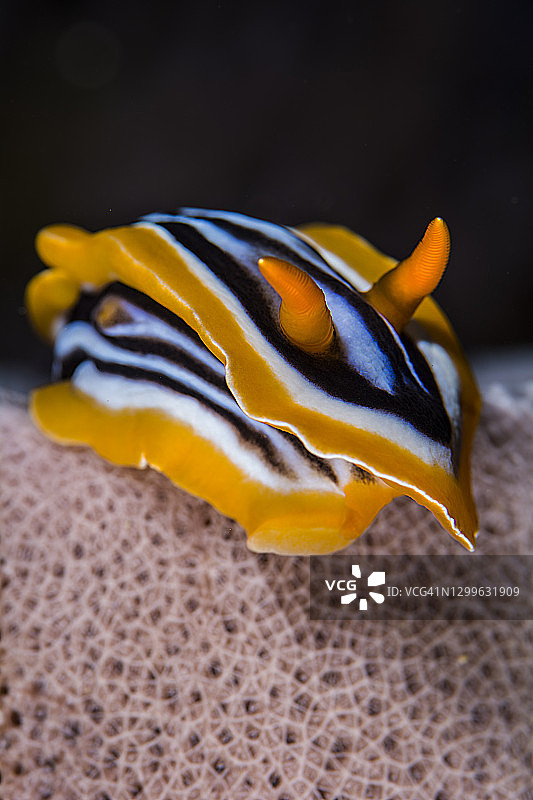 睡衣海蛞蝓图片素材