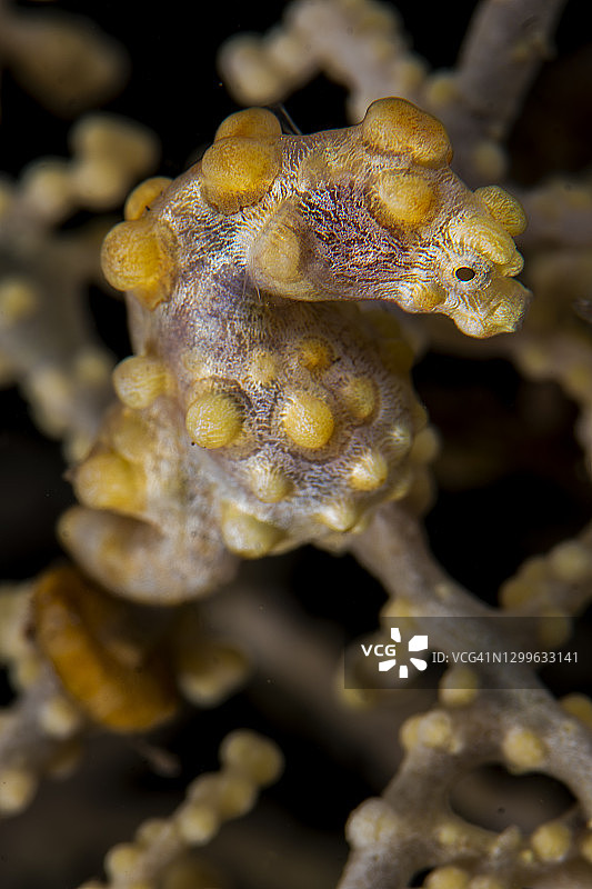 豆丁海马图片素材