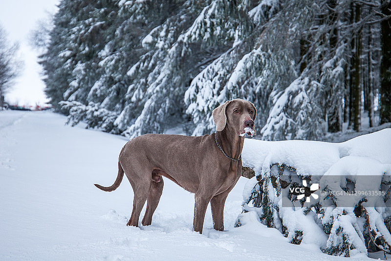 魏玛犬图片素材