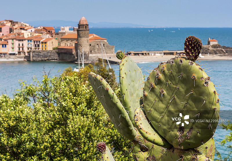 背景是村庄的仙人掌图片素材