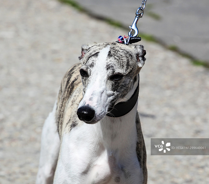 美丽的格雷伊猎犬图像图片素材