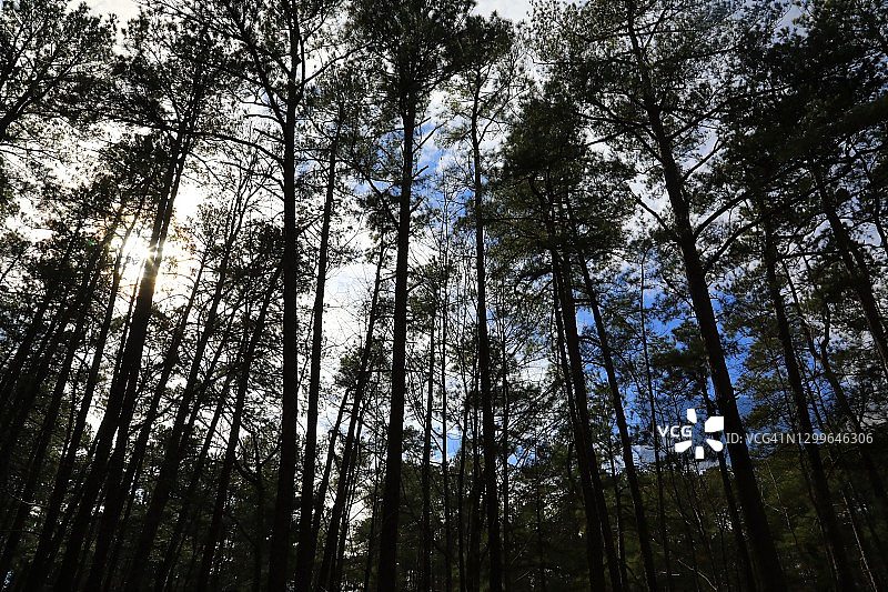 高大的黄松树图片素材