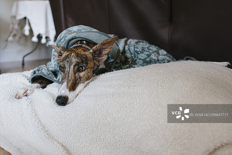 在床上可爱的狗狗图片素材