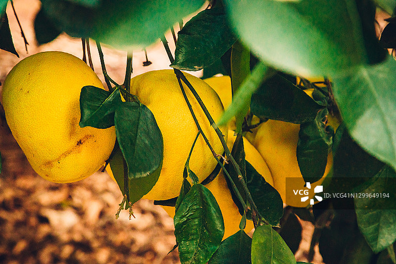 树上的柚子图片素材