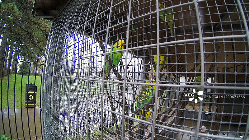 笼子里的虎皮鹦鹉图片素材