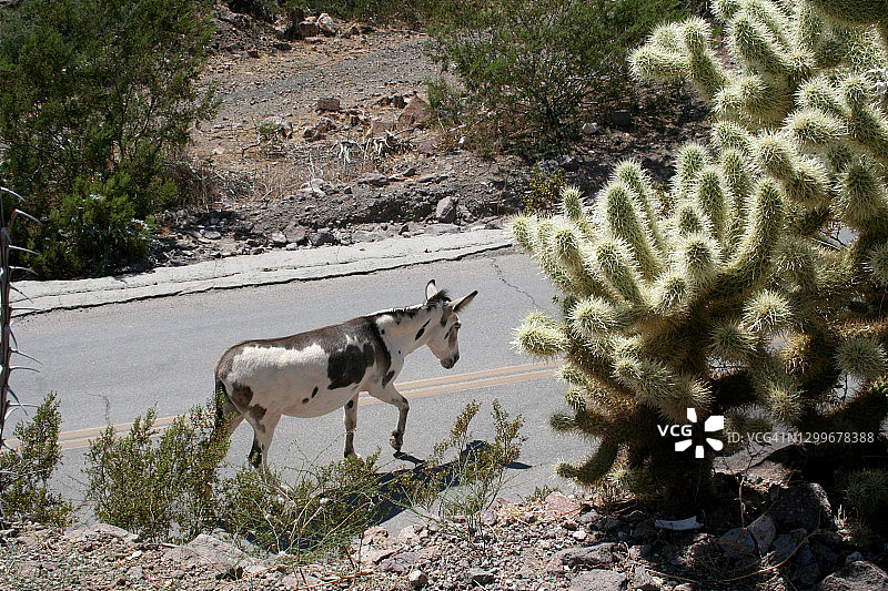 旅游目的地：亚利桑那州奥特曼图片素材
