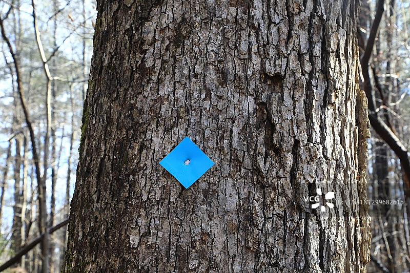 树干上的小径标记图片素材