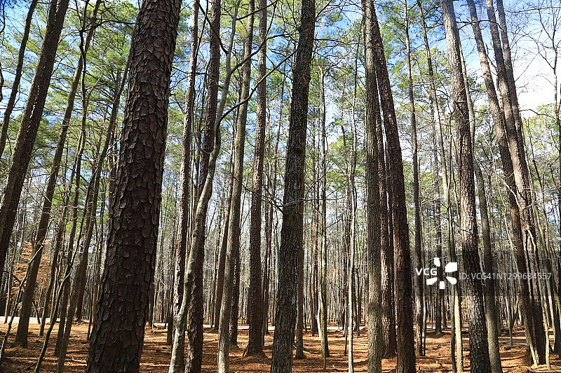 清晨阳光下的绿色松树林图片素材