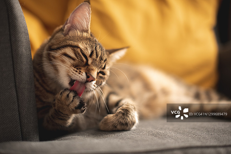 猫在洗爪子图片素材