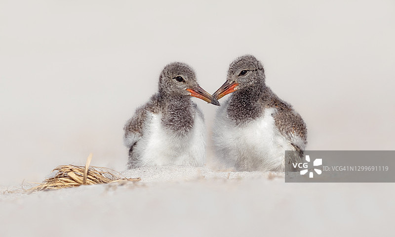 两只可爱的美洲蛎鹬雏鸟图片素材