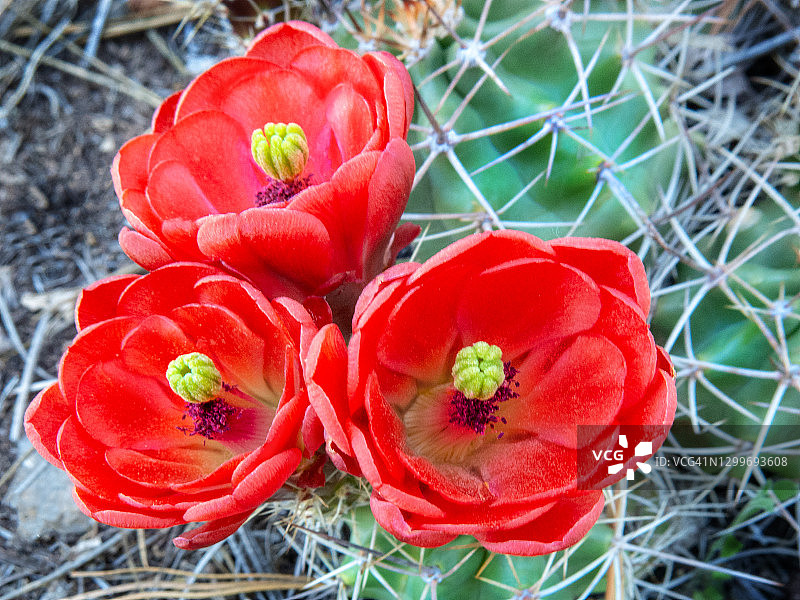 三株红色葡萄酒杯仙人掌图片素材