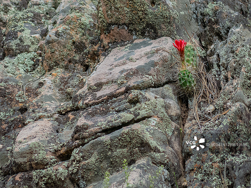 岩石中生长和绽放的红色克拉雷杯图片素材