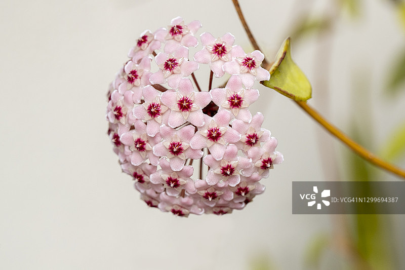 毬兰蜡花图片素材