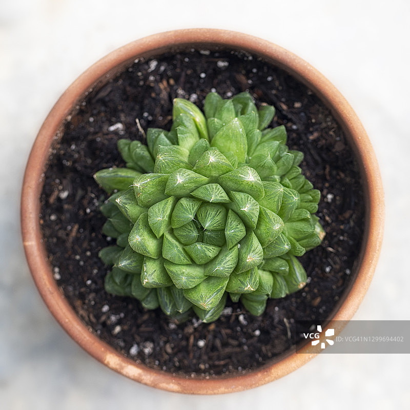 从上方看的肥 Haworthia图片素材