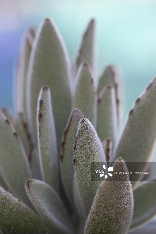 长寿花多肉植物特写图片素材