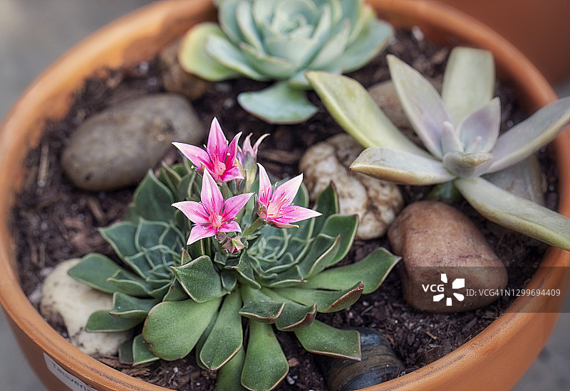 三种多肉植物图片素材