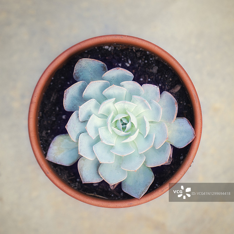 紫珍珠多肉植物俯视图图片素材