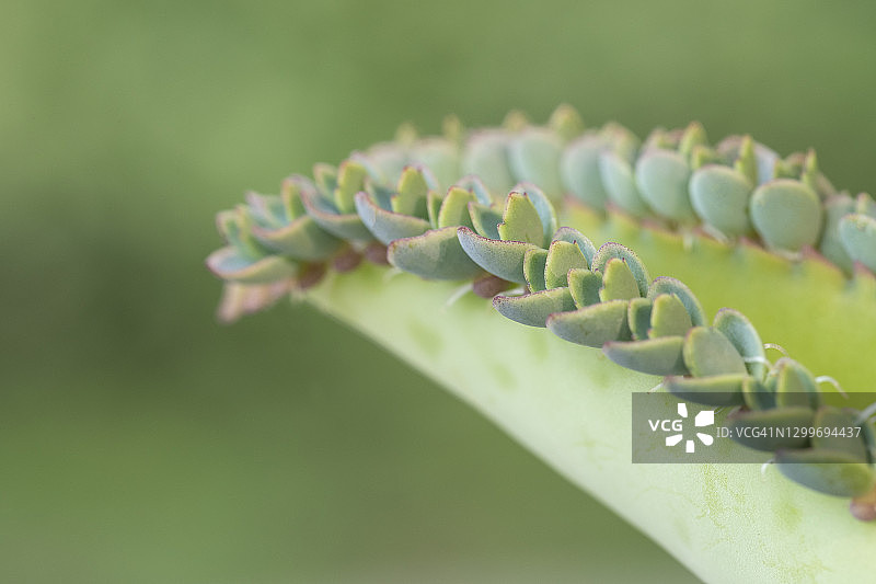 千母草多肉植物与微小叶片图片素材