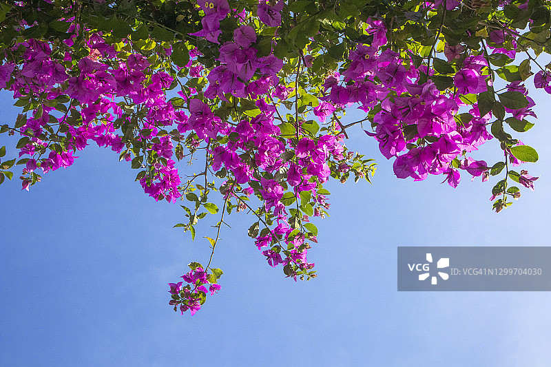 阳光明媚的蓝天下三角梅图片素材