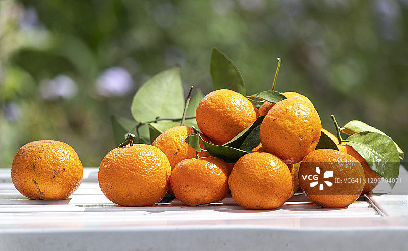 黄色的金桔组图片素材