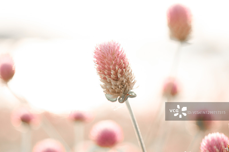 阳光下美丽的紫色草花图片素材