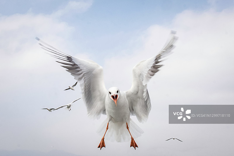 蓝天下飞翔的海鸥图片素材