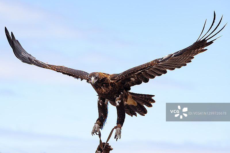 澳洲雄伟的楔尾鹰图片素材