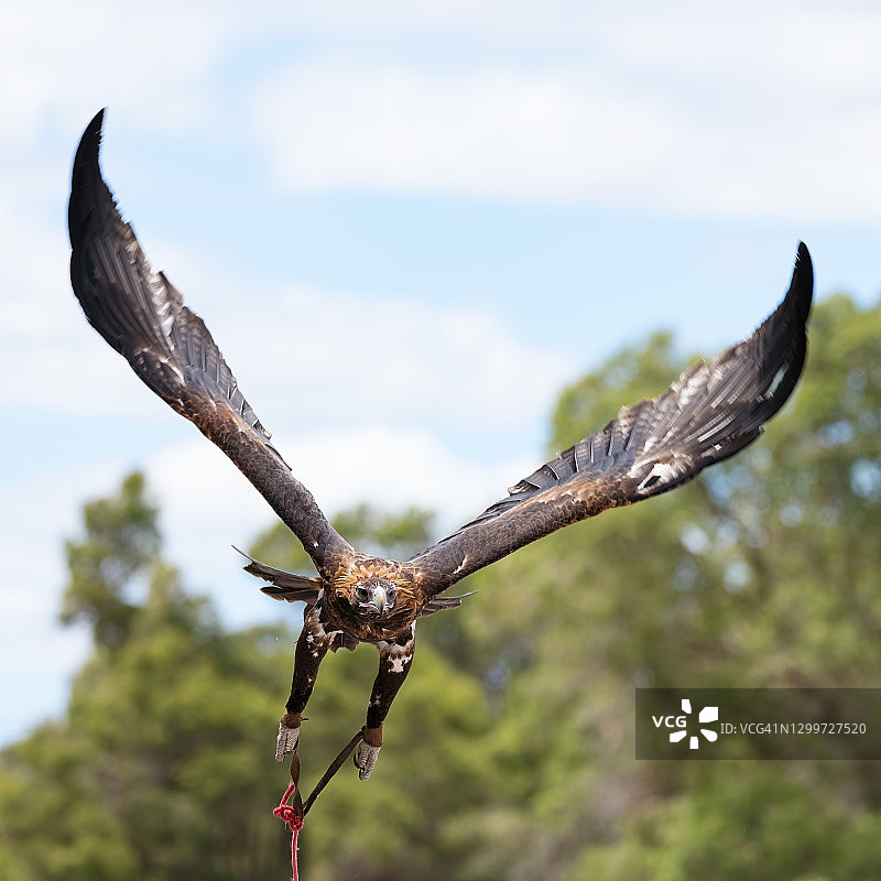 澳洲雄伟的楔尾鹰图片素材