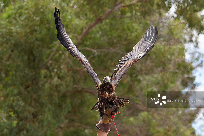 澳洲雄伟的楔尾鹰图片素材