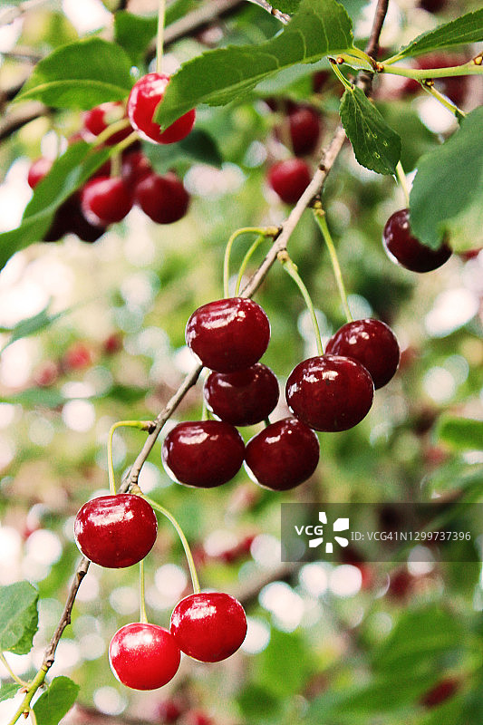 欧洲酸樱桃图片素材