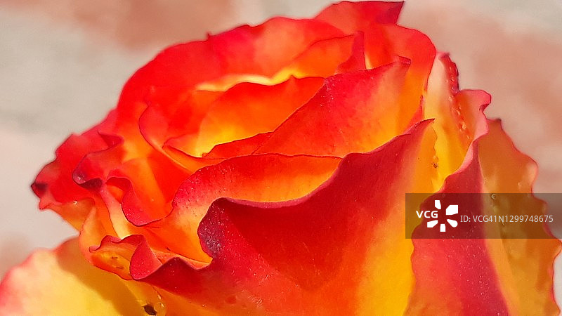 玫瑰花瓣特写抽象照片图片素材