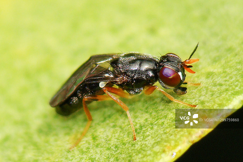 细长柄腹蝇图片素材