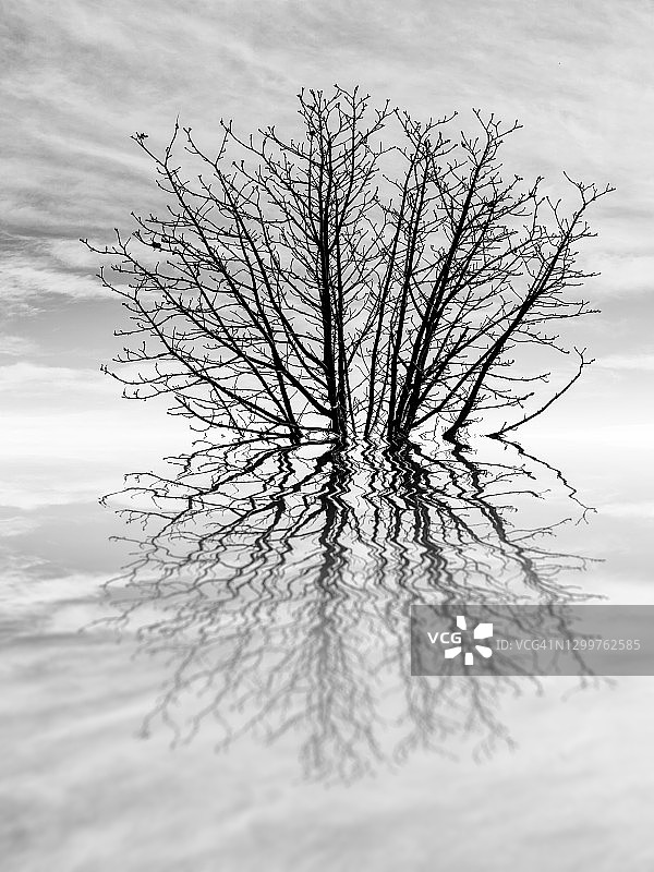 无叶树梢图片素材