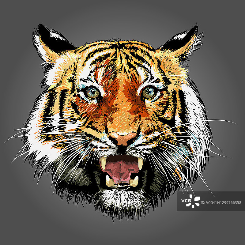 亚洲热带动物老虎看着镜头图片素材