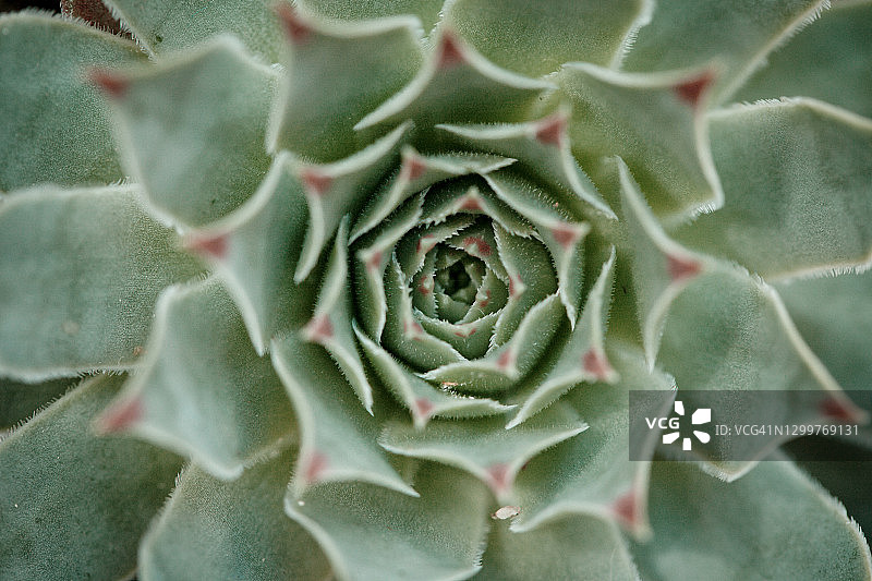 多肉植物特写图片素材