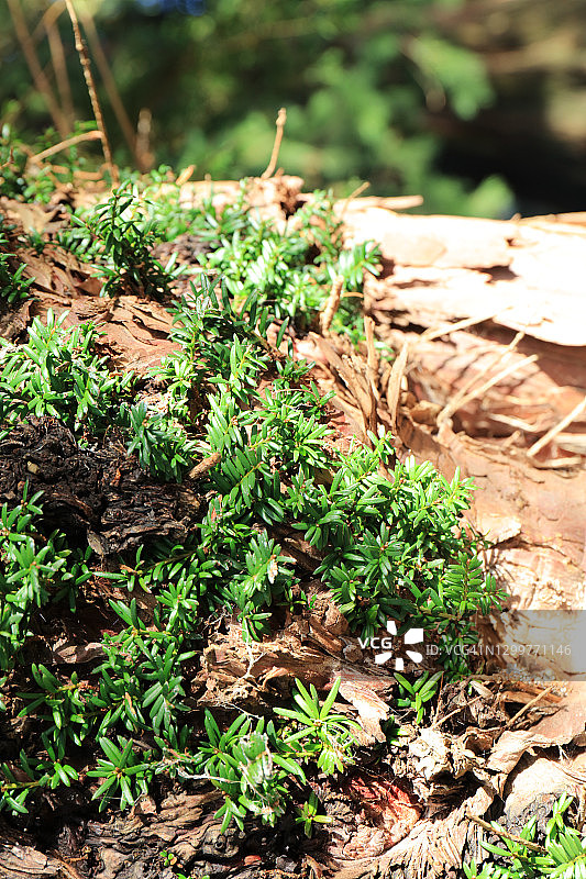 阳光下树上的红豆杉叶子图片素材