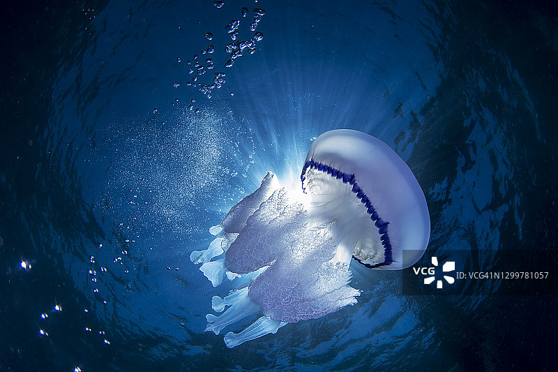 海肺水母图片素材