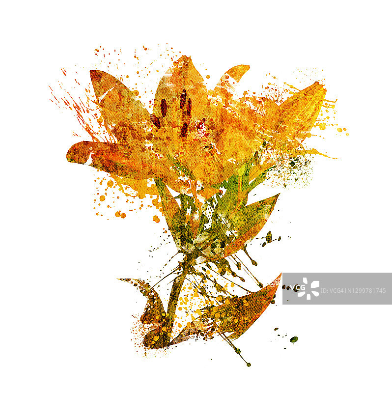 百合花插画图片素材