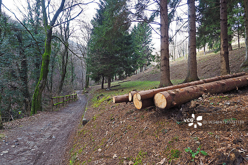 冬季林地木材图片素材