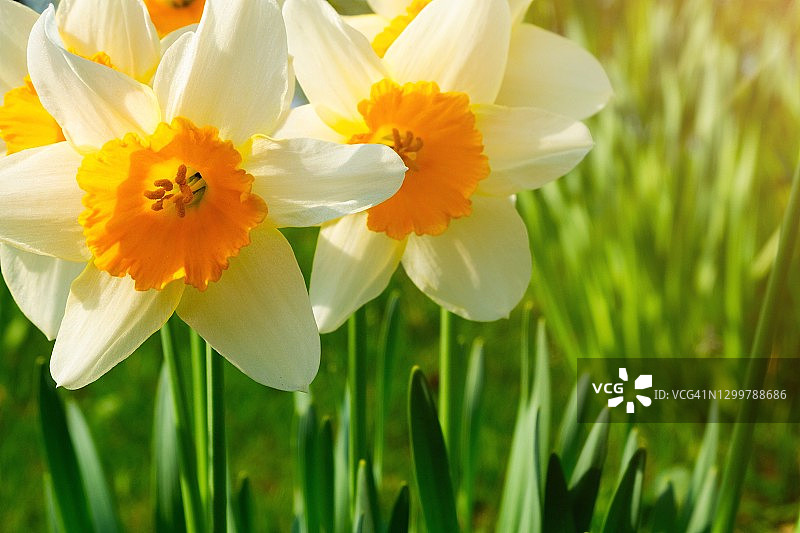 阳光下欧洲水仙花特写图片素材