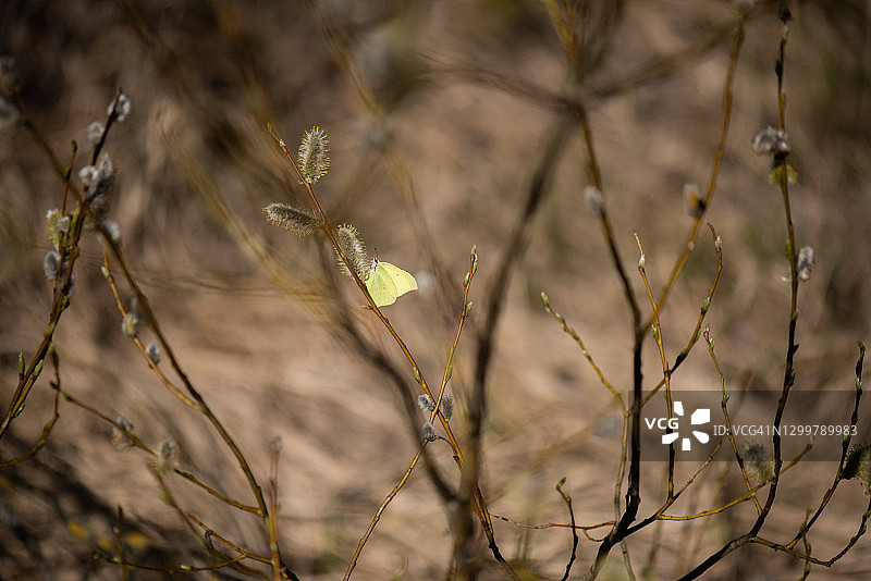 柳树上的黄色蝴蝶图片素材