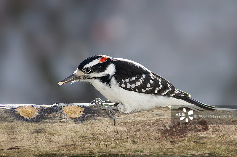 毛啄木鸟图片素材